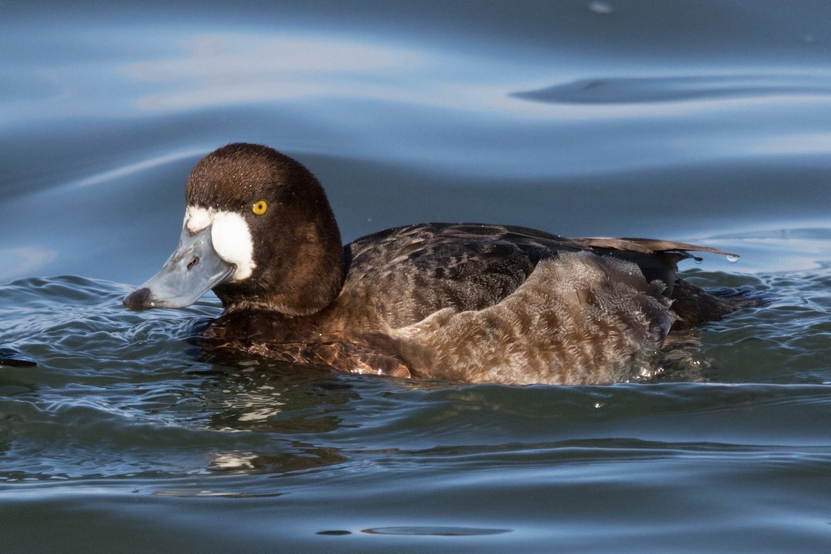 Greater Scaup - ML89835841