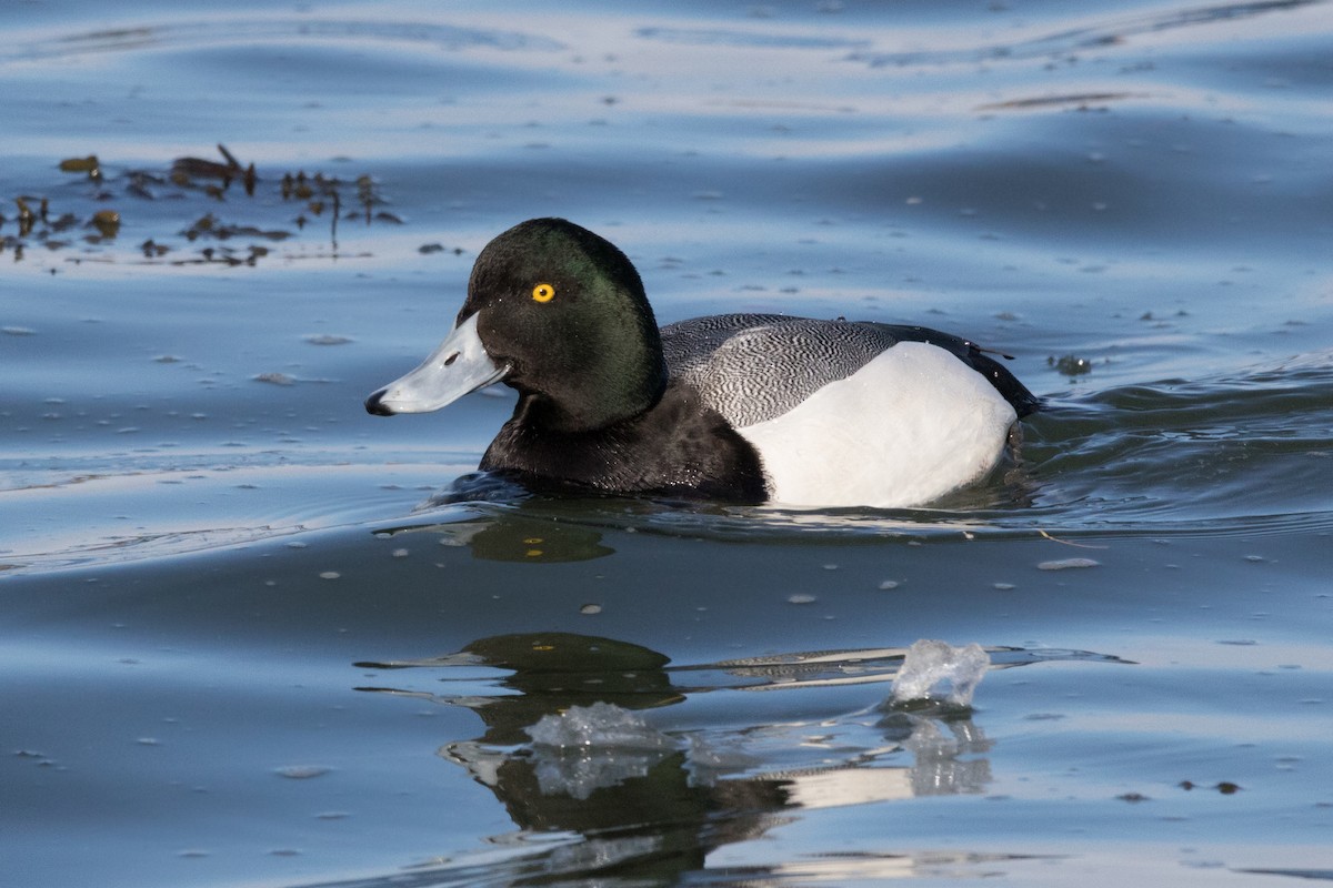 Greater Scaup - ML89835851