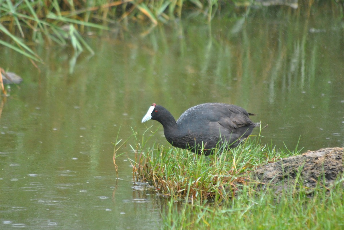 Red-knobbed Coot - Gabriel Foley