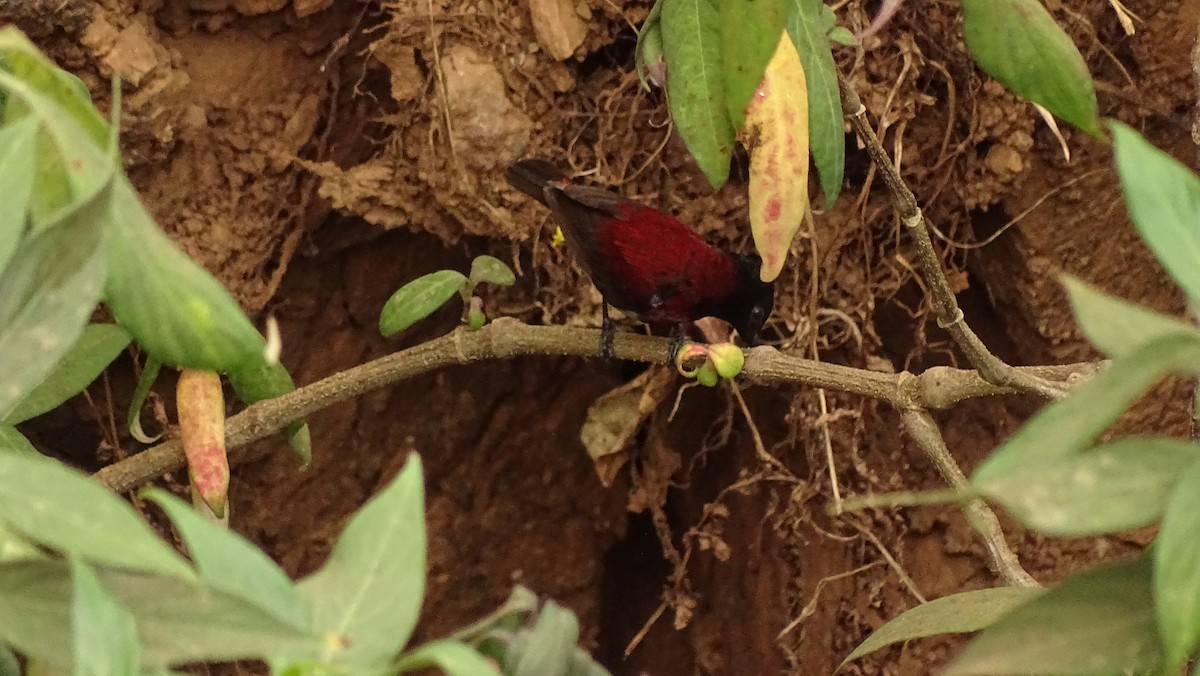 Crimson-backed Sunbird - ML89839301