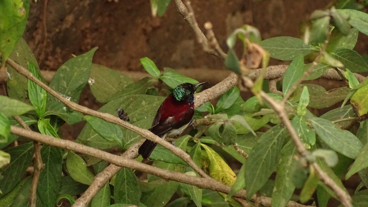 Crimson-backed Sunbird - Pradnyavant Mane