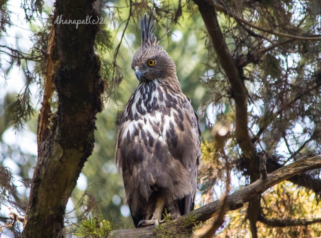 Changeable Hawk-Eagle (Crested) - ML89839331