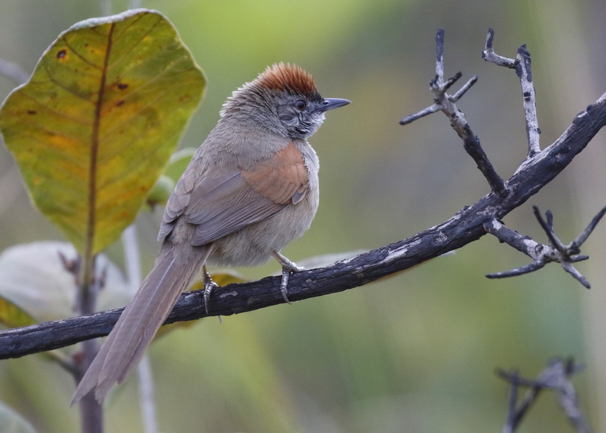 Pale-breasted Spinetail - ML89841071