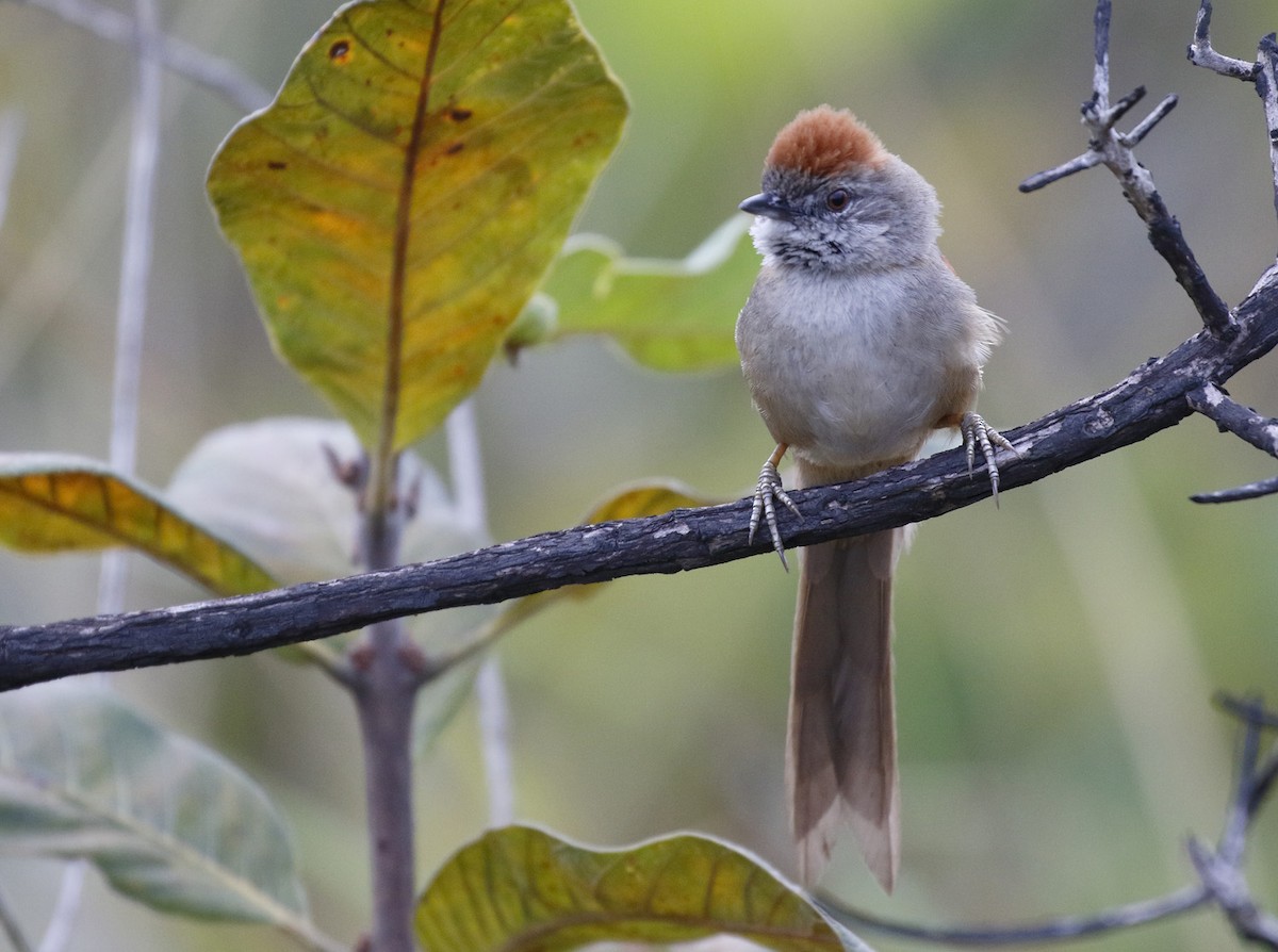 Pale-breasted Spinetail - ML89841091