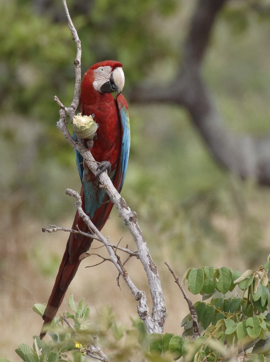 Red-and-green Macaw - ML89841381