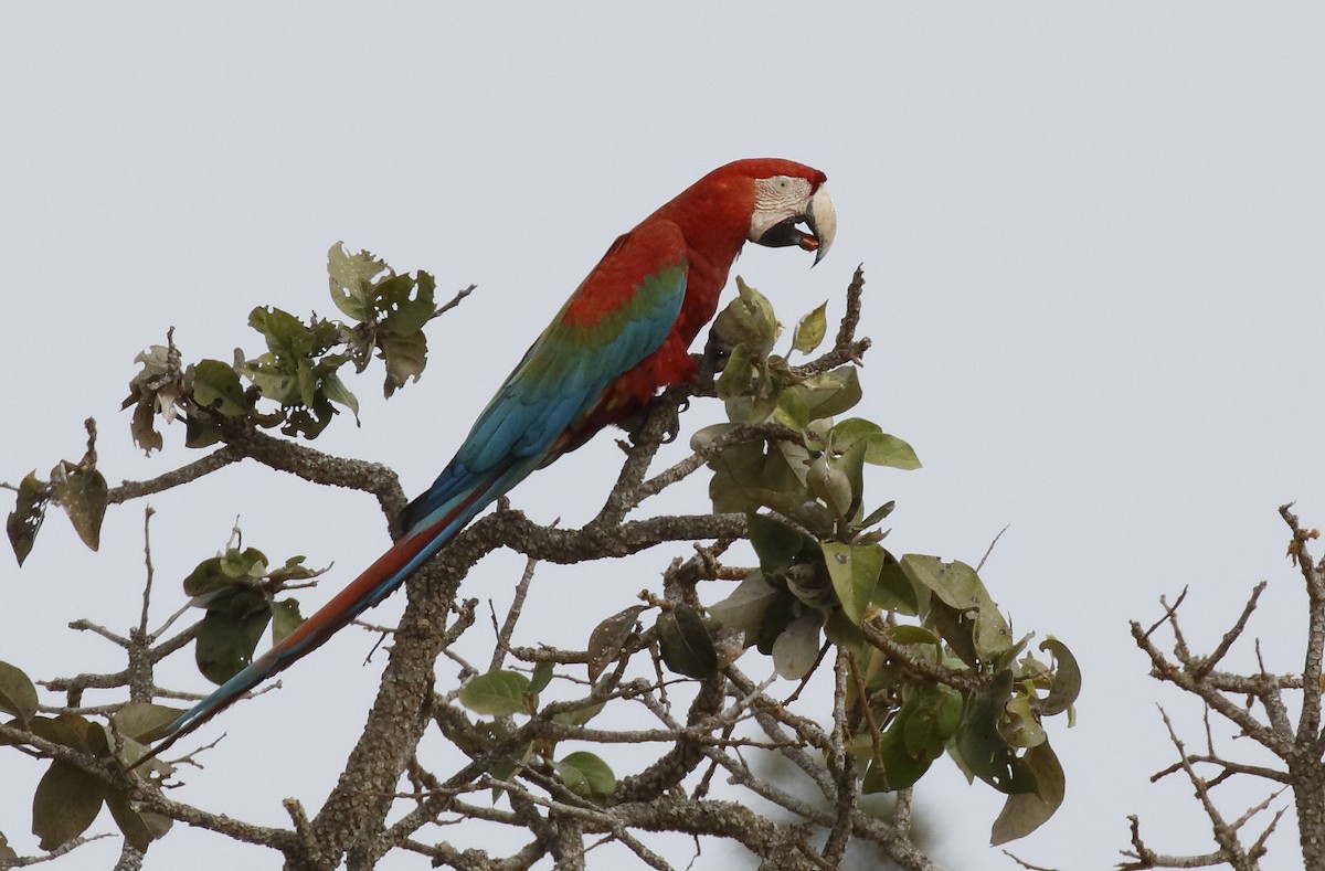 Red-and-green Macaw - ML89841391