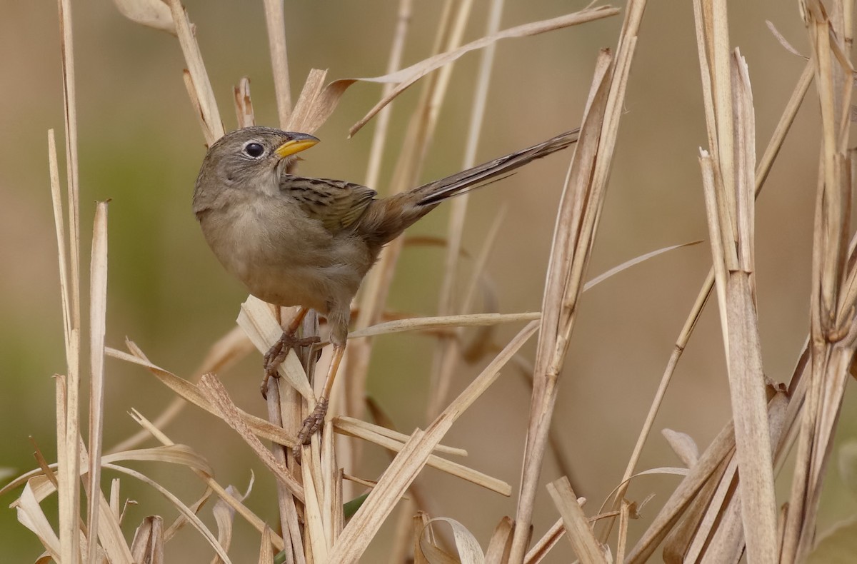 Wedge-tailed Grass-Finch - ML89841551