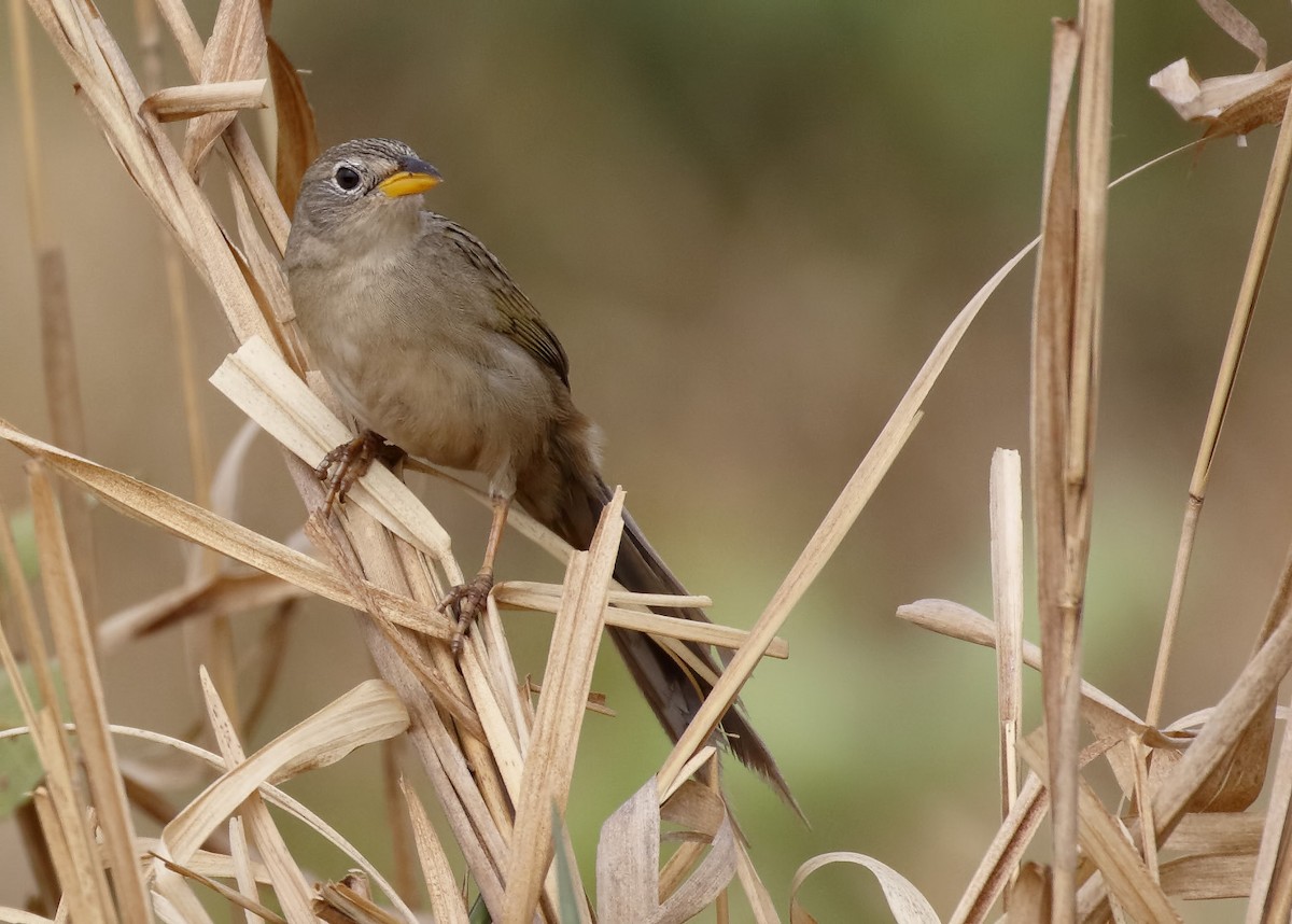 Wedge-tailed Grass-Finch - ML89841581