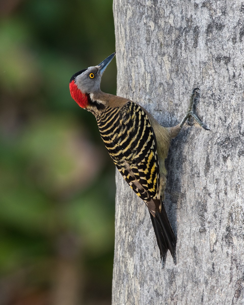 Hispaniolan Woodpecker - ML89842341