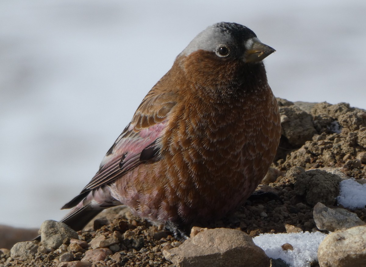 Gray-crowned Rosy-Finch (Gray-crowned) - Jonathan Lautenbach