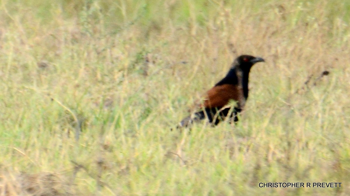 Greater Coucal (Southern) - ML89843761