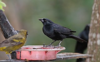  - Tawny-shouldered Blackbird