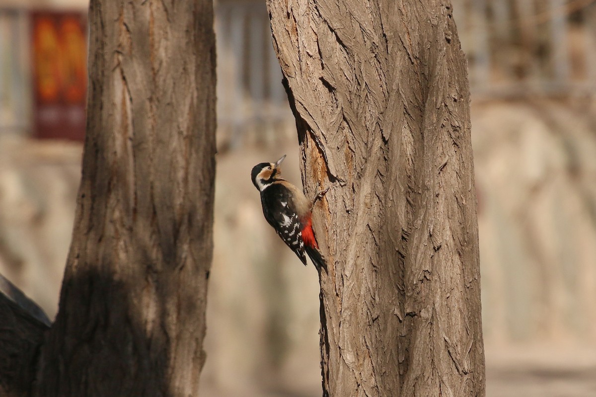 Great Spotted Woodpecker - Tommy Pedersen