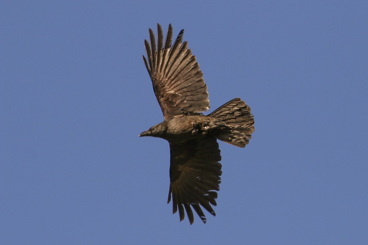 Large-billed Crow (Large-billed) - Tommy Pedersen
