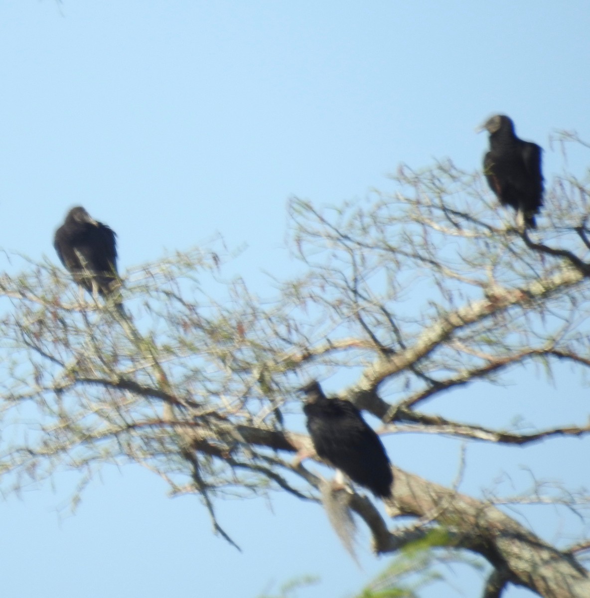 Black Vulture - danny dobbs