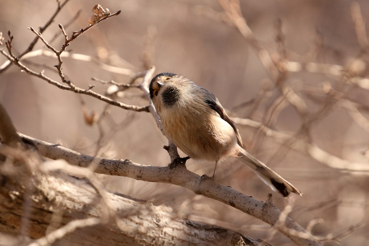 Silver-throated Tit - ML89849101