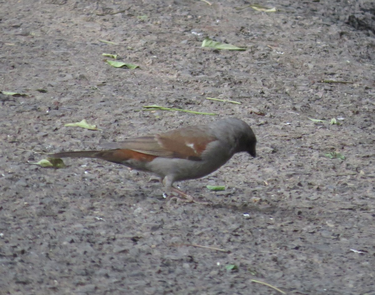 Swainson's Sparrow - ML89850251