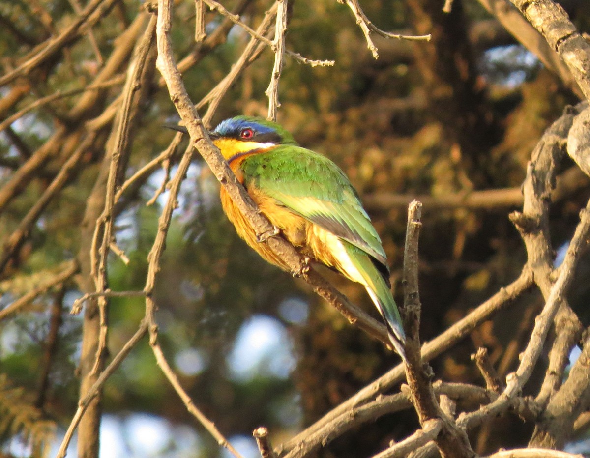 Ethiopian Bee-eater - Karen Halliday
