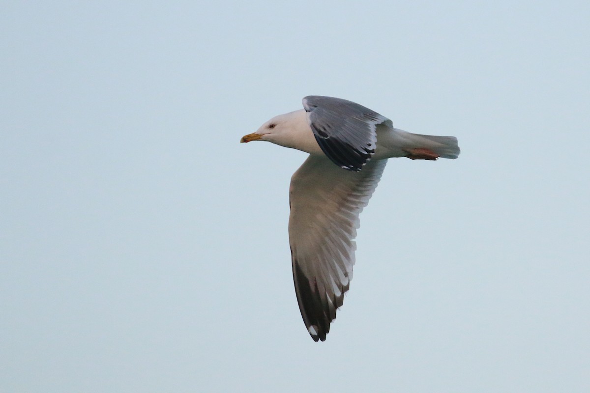 ML89850831 Herring Gull (Mongolian) Macaulay Library