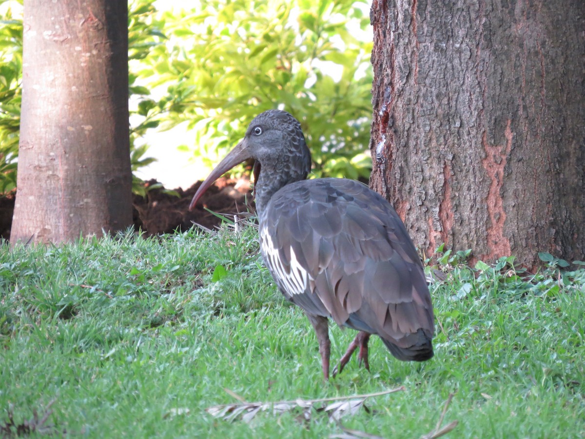 ibis etiopský - ML89850881