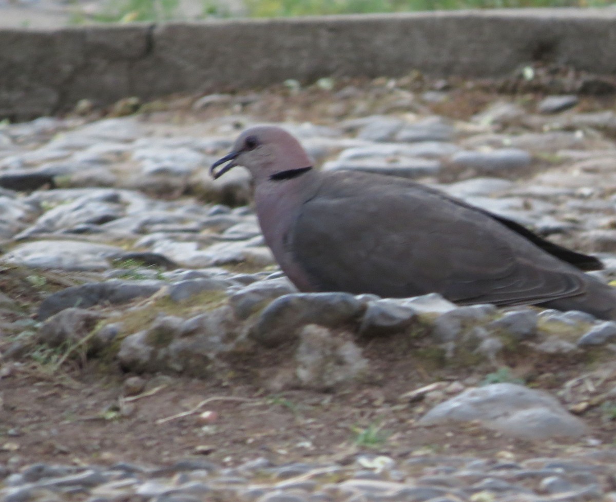Red-eyed Dove - ML89850971