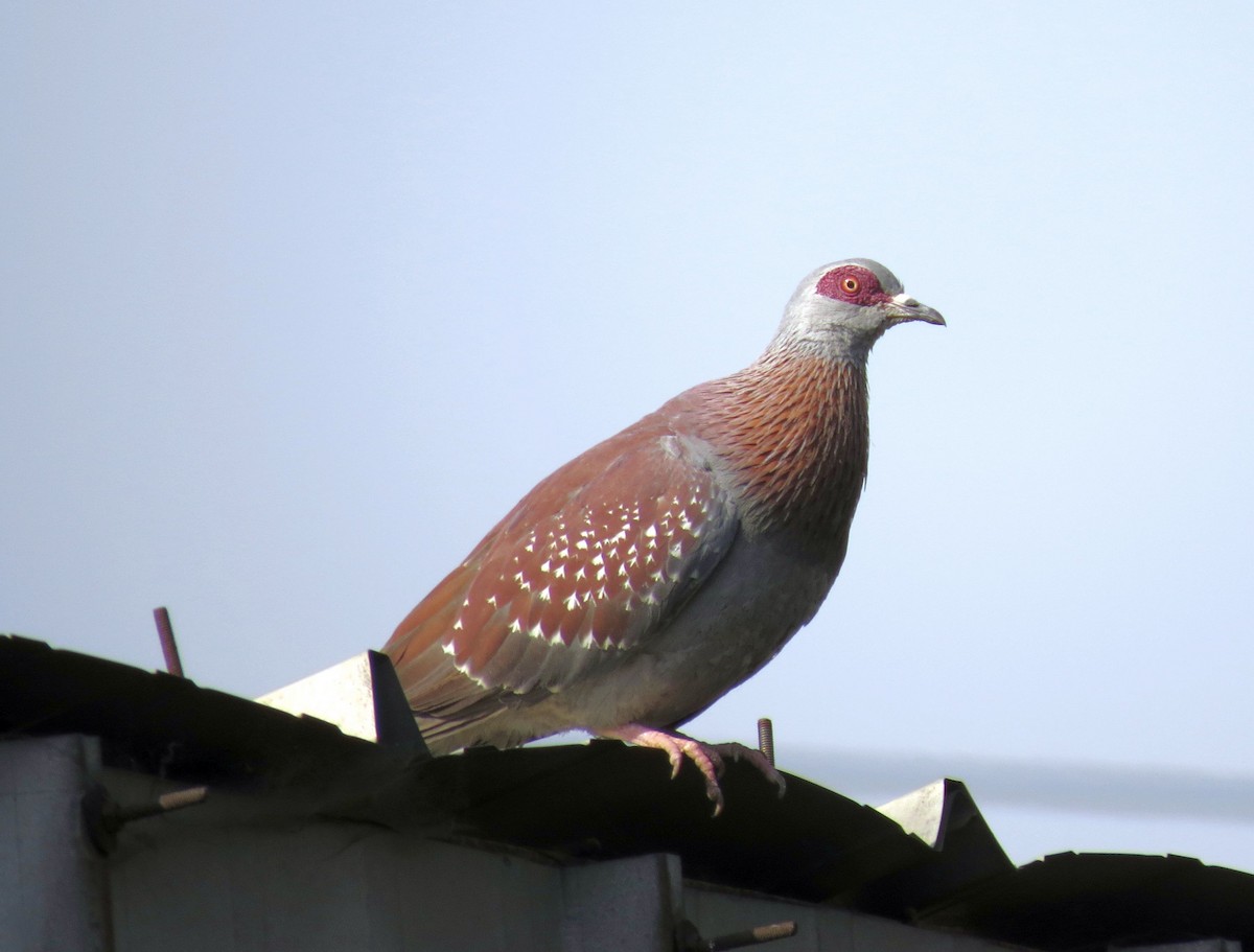 Pigeon roussard - ML89851491