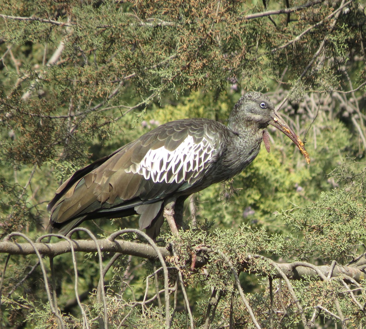 ibis etiopský - ML89851691