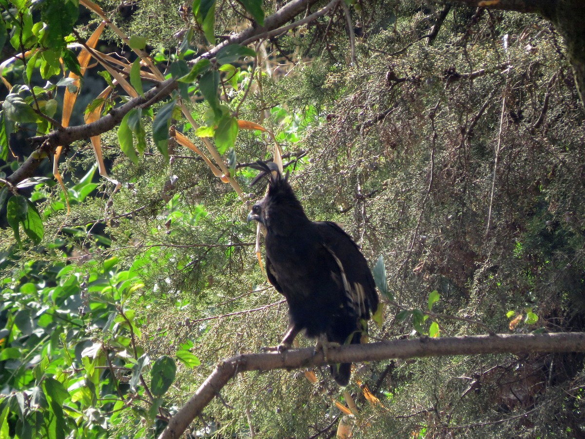 Long-crested Eagle - Karen Halliday