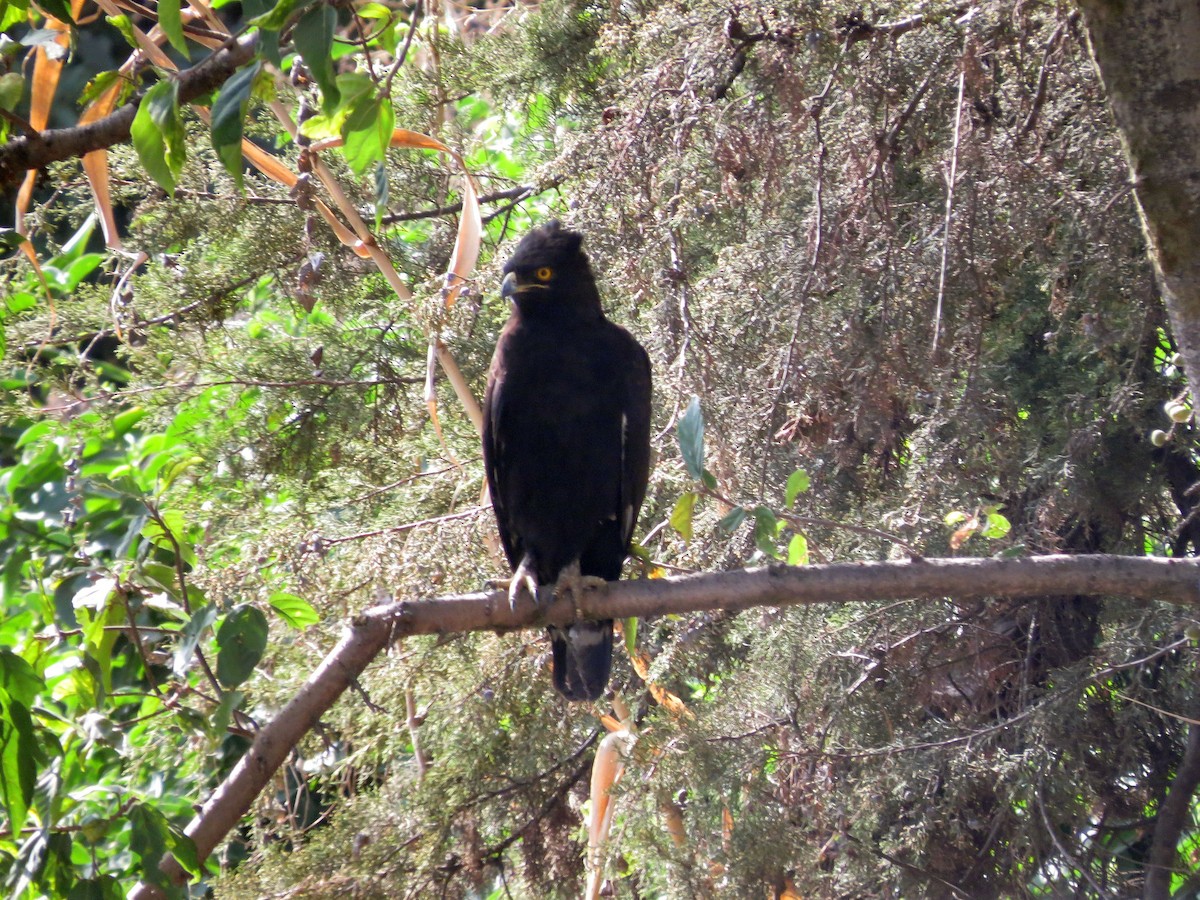 Long-crested Eagle - Karen Halliday