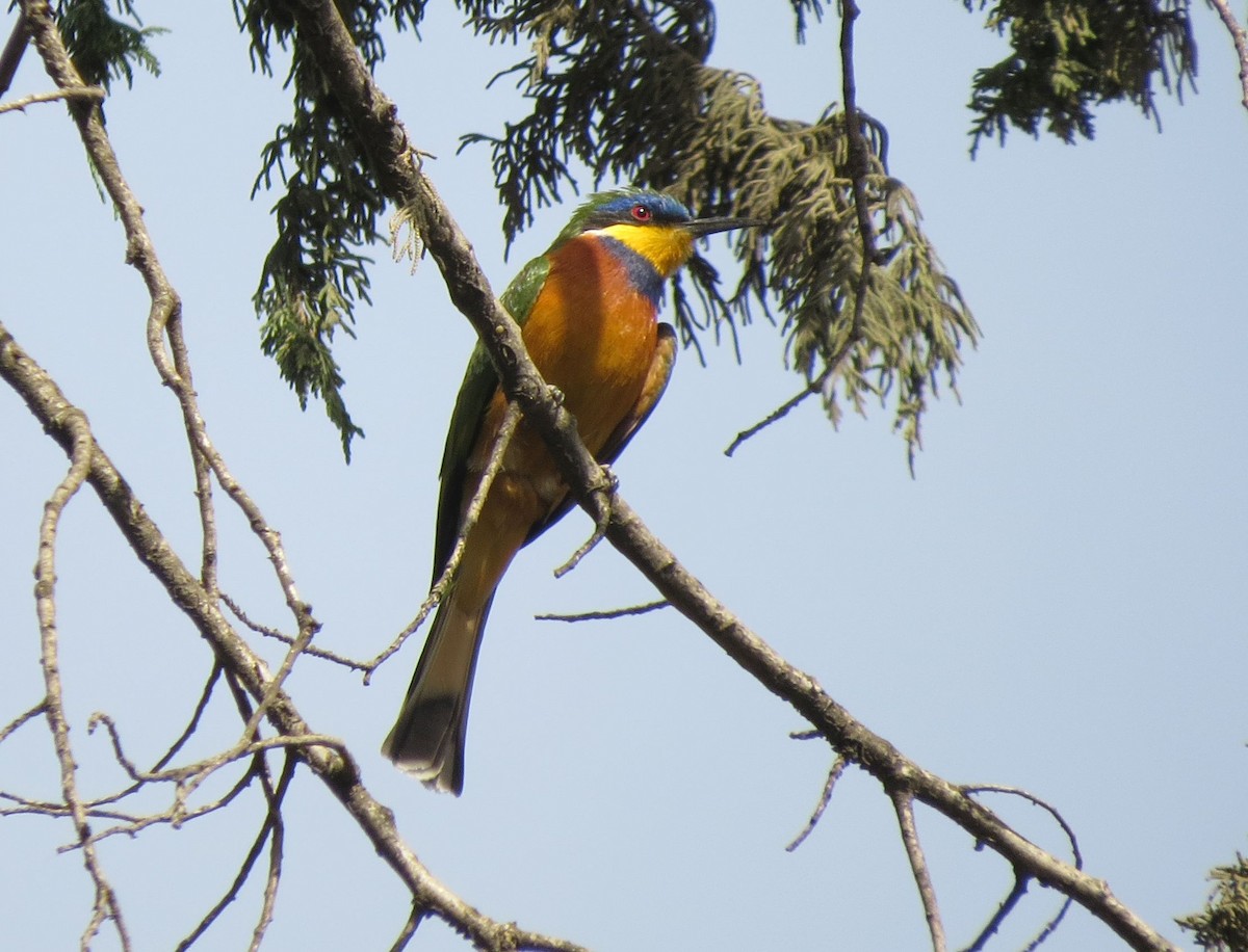 Ethiopian Bee-eater - ML89854001