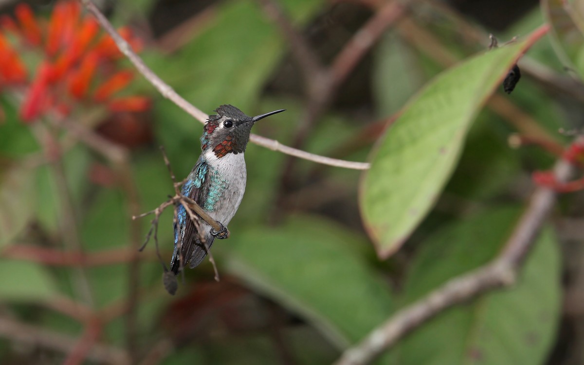Bee Hummingbird - ML89854181