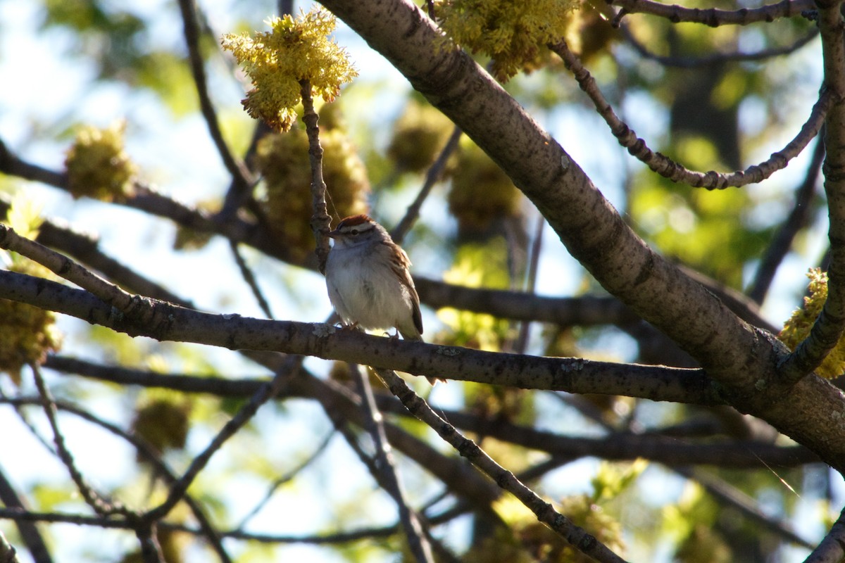 Chipping Sparrow - ML89855741