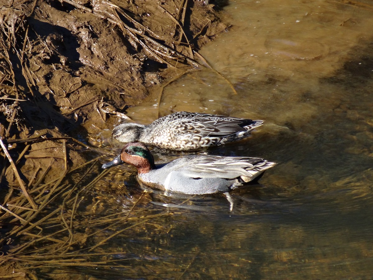 Green-winged Teal - ML89858441