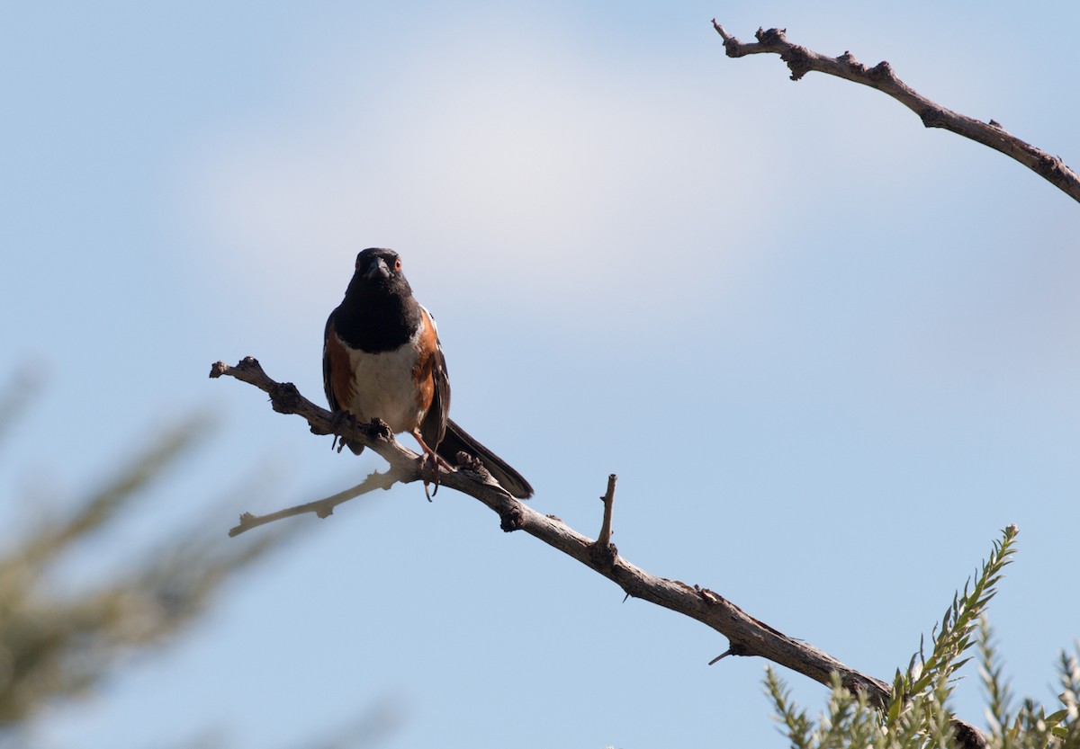 Spotted Towhee - William Rideout
