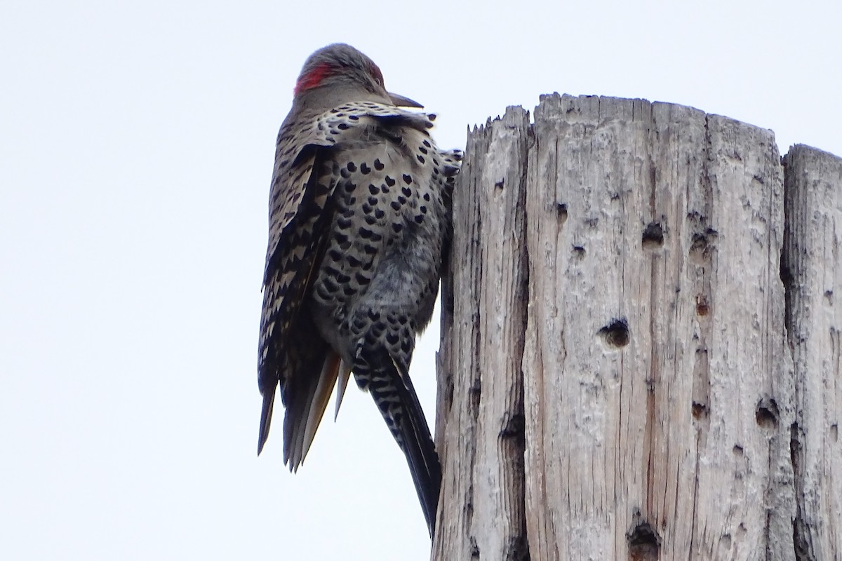Northern Flicker (Yellow-shafted x Red-shafted) - Diane Rose