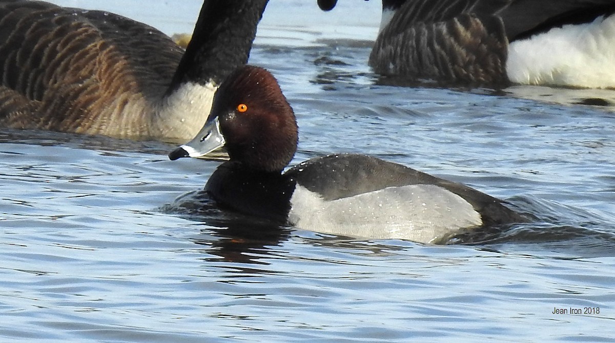 Redhead x Ring-necked Duck (hybrid) - ML89864821