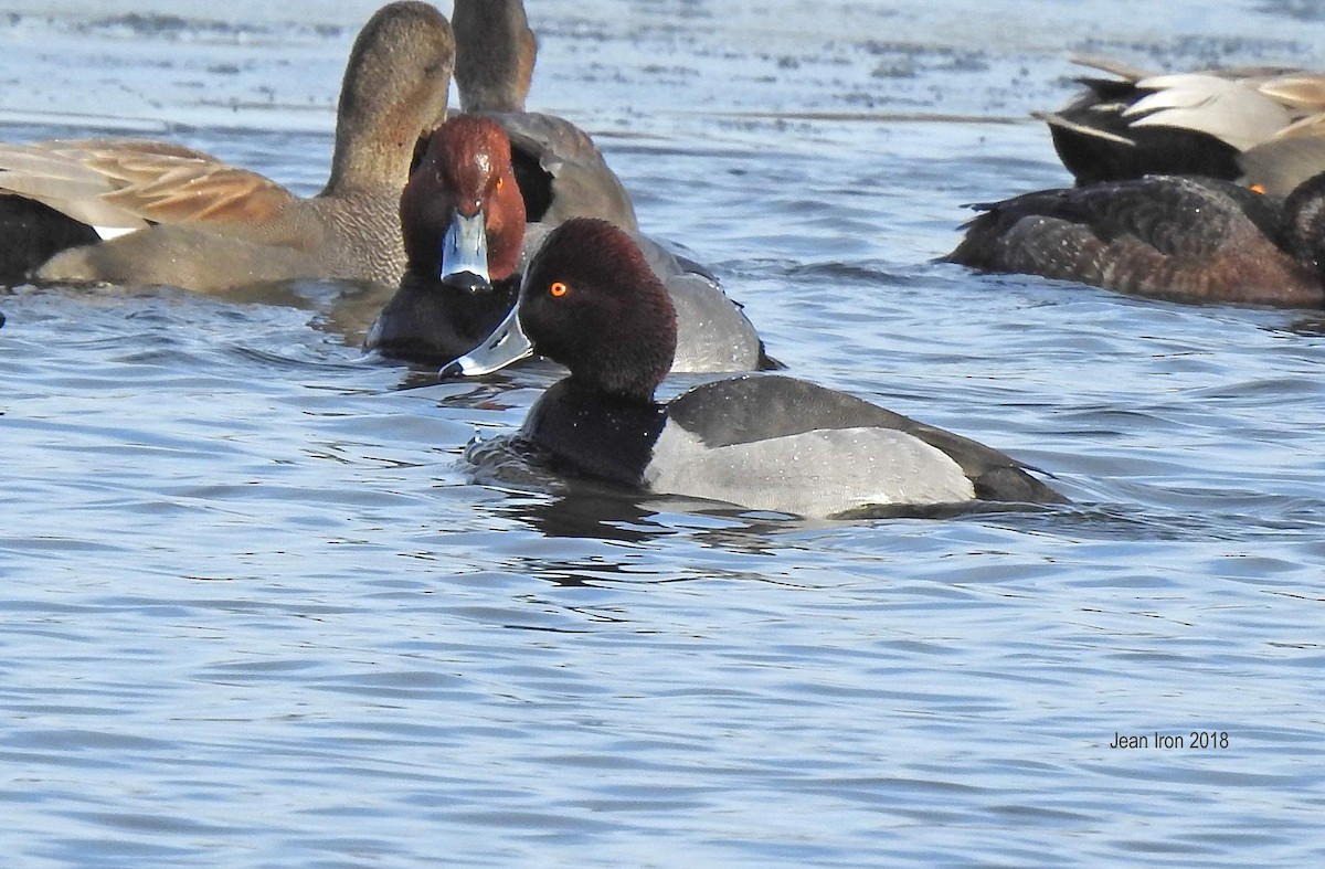Redhead x Ring-necked Duck (hybrid) - ML89865111
