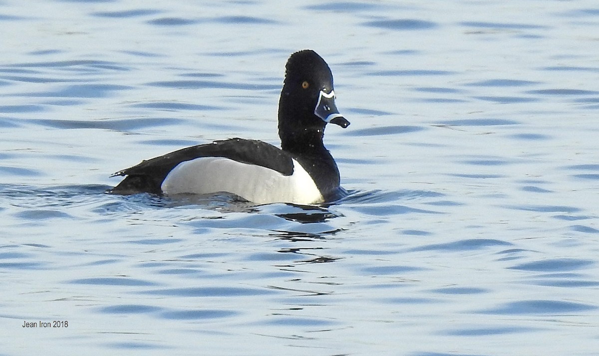 Ring-necked Duck - ML89865371