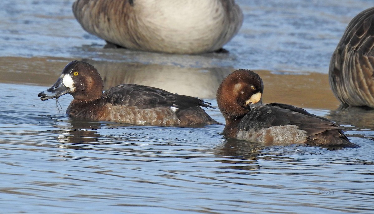 Greater Scaup - ML89865531