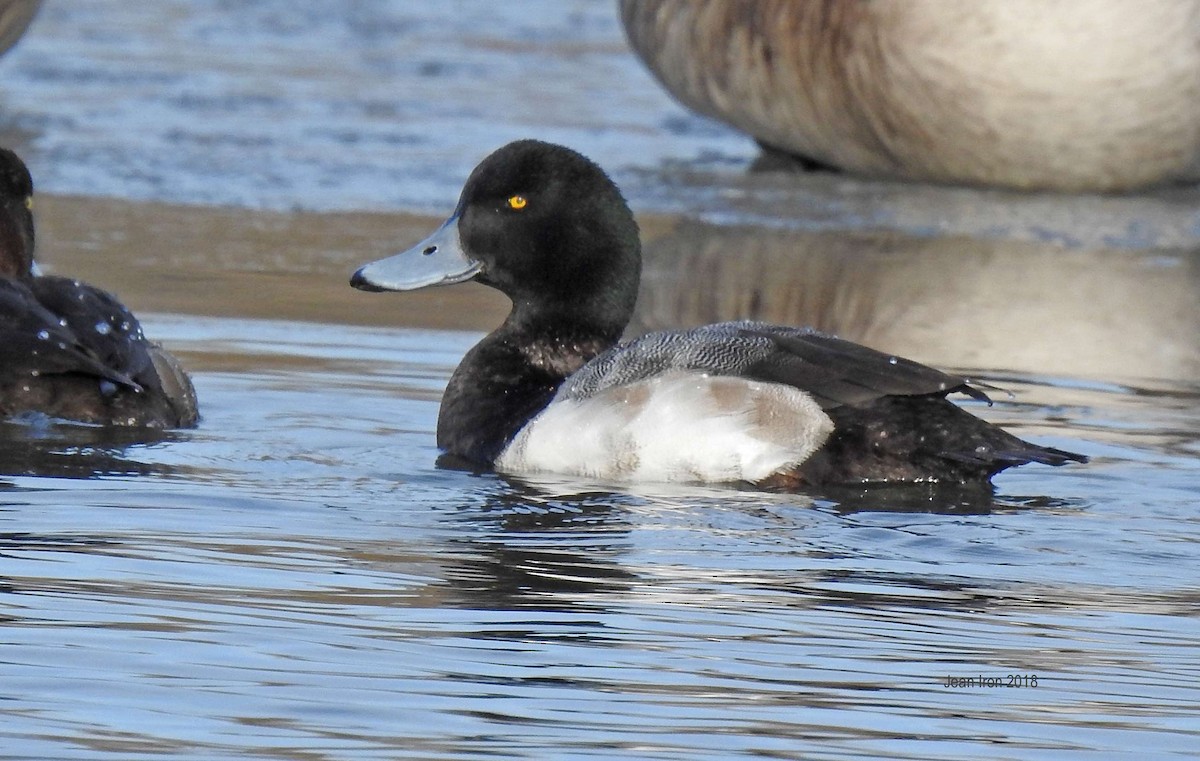 Greater Scaup - ML89865551