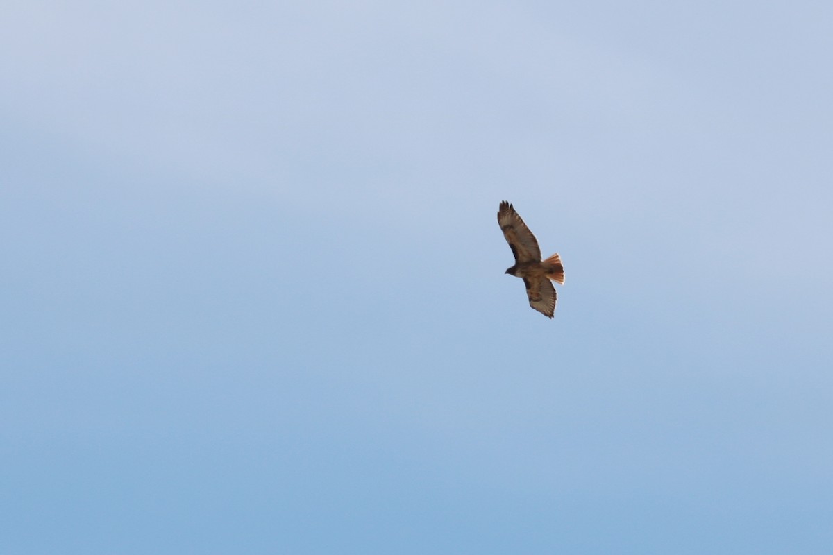 Red-tailed Hawk - ML89866191