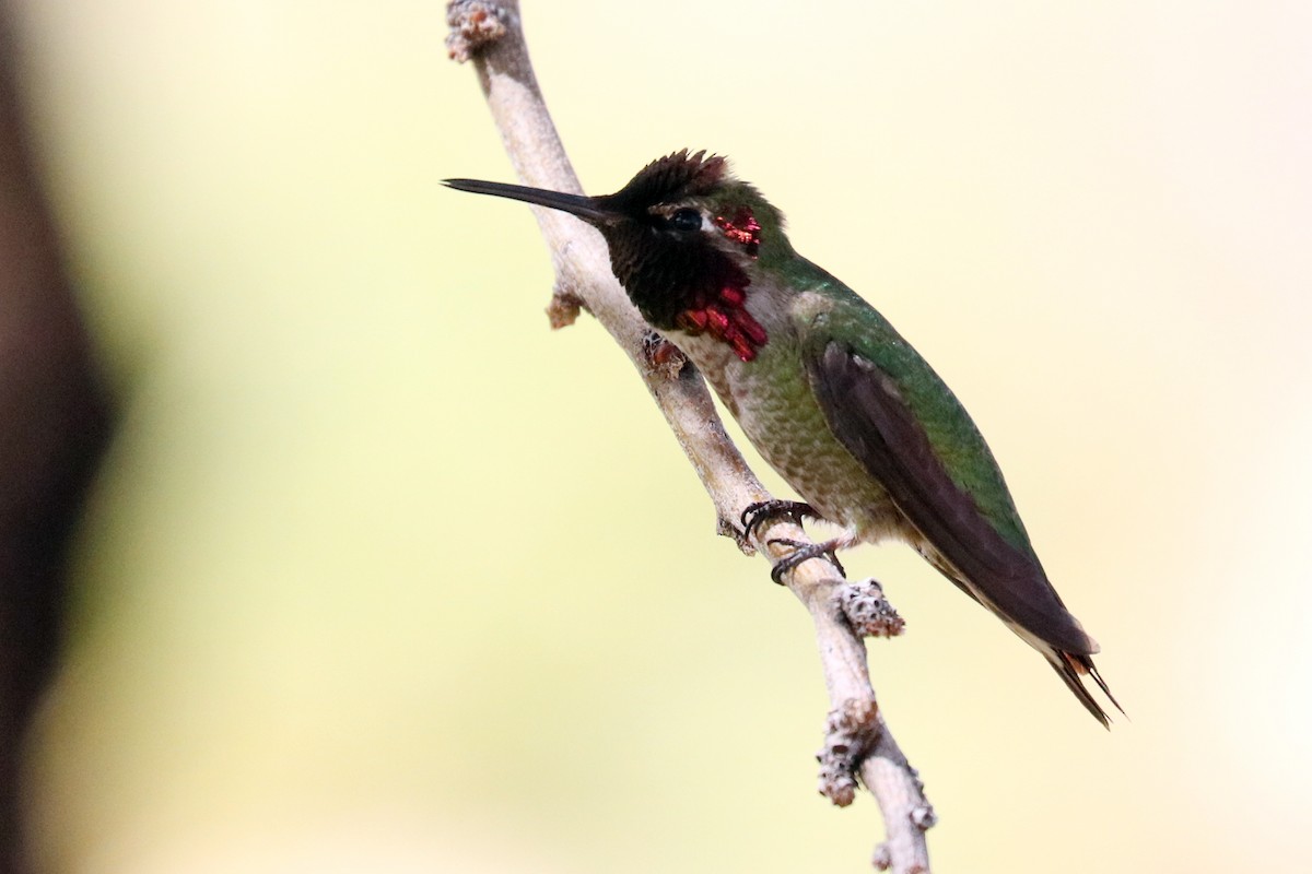 Anna's Hummingbird - ML89866211