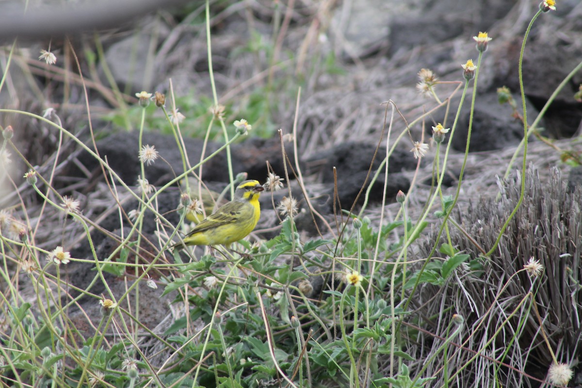 Yellow-fronted Canary - ML89867241