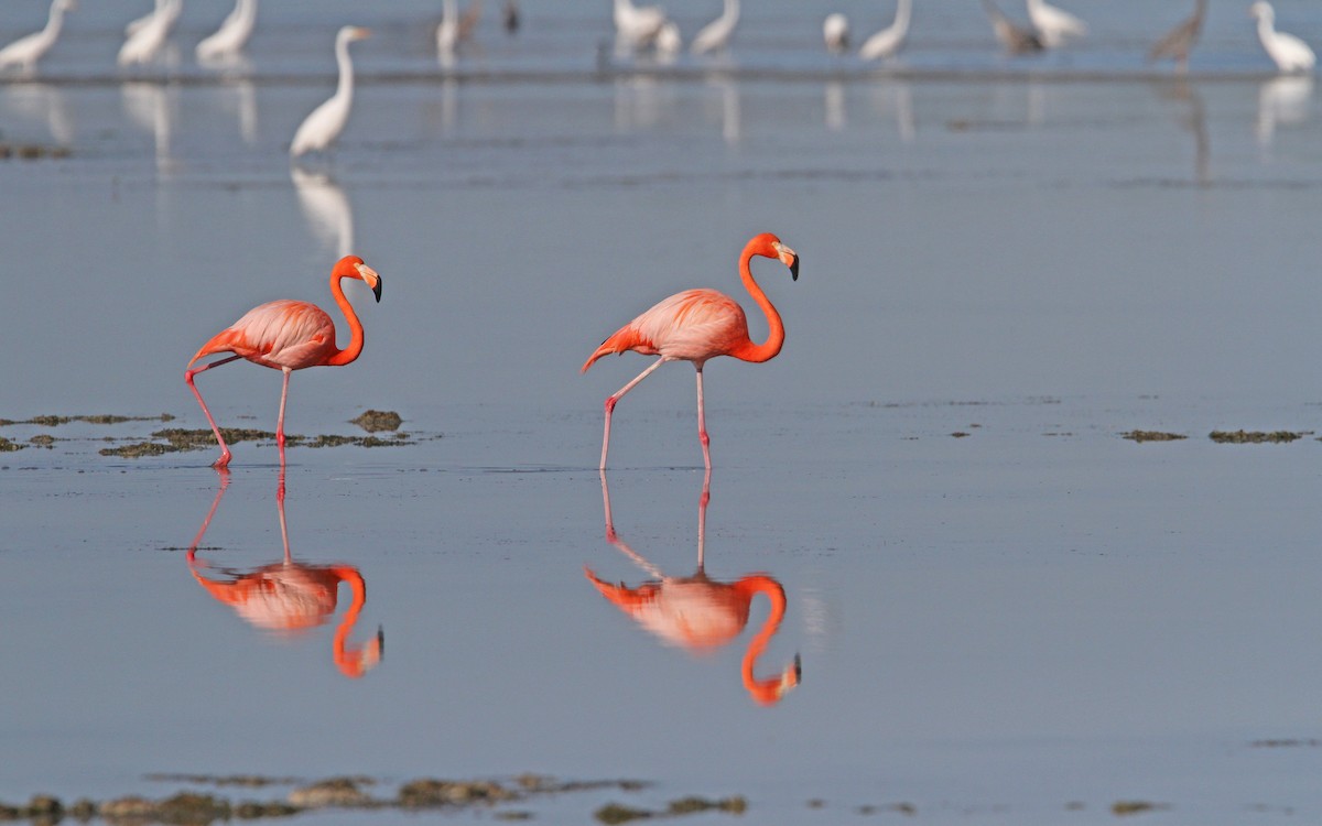 American Flamingo - Christoph Moning