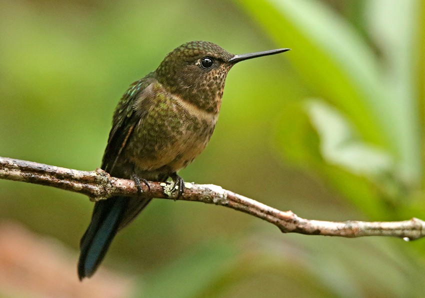 kolibřík královský - ML89870131