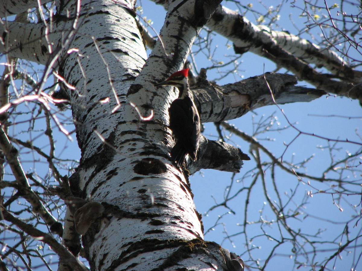 Pileated Woodpecker - ML89870421