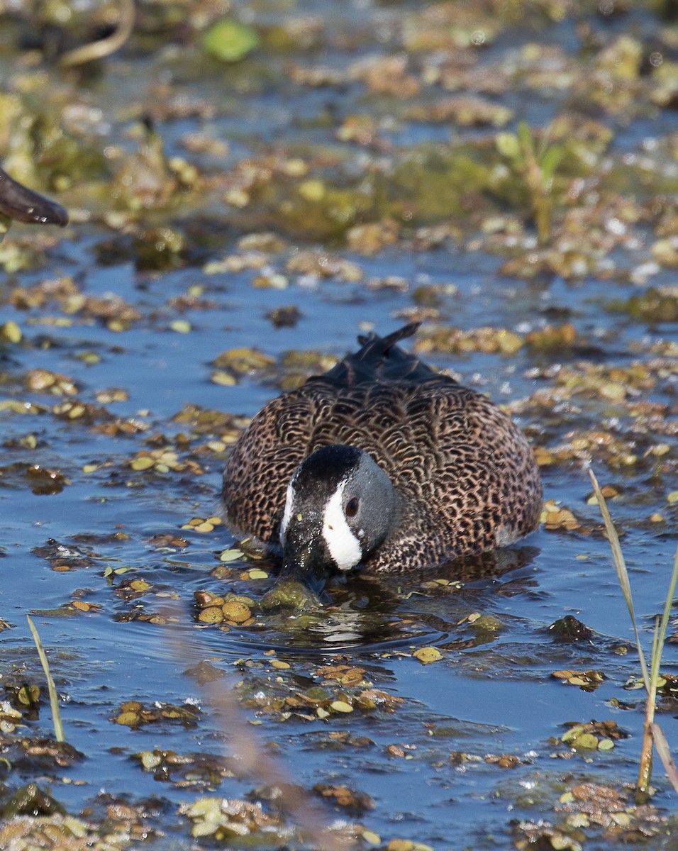 Blue-winged Teal - ML89871711