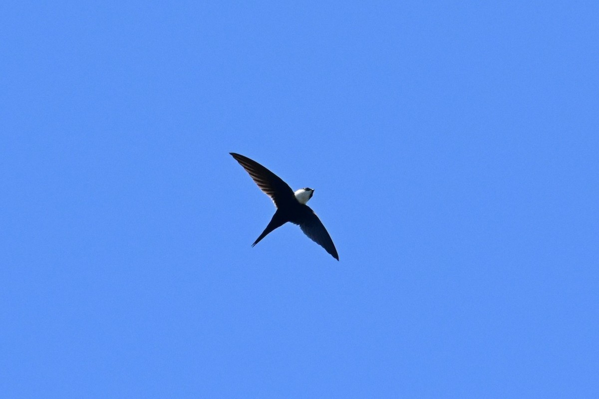 Lesser Swallow-tailed Swift - Joel Trick