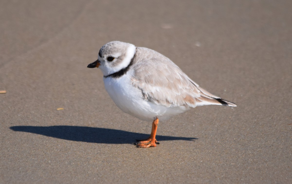 Piping Plover - ML89873081