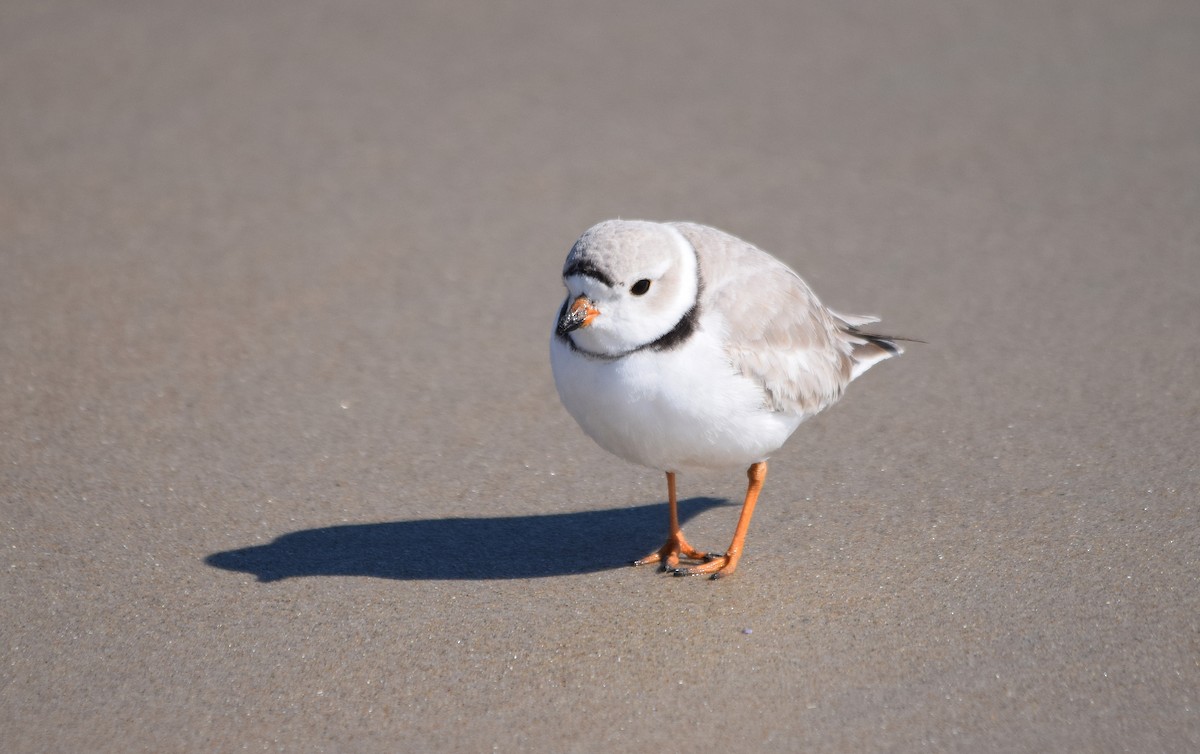 Piping Plover - ML89873171